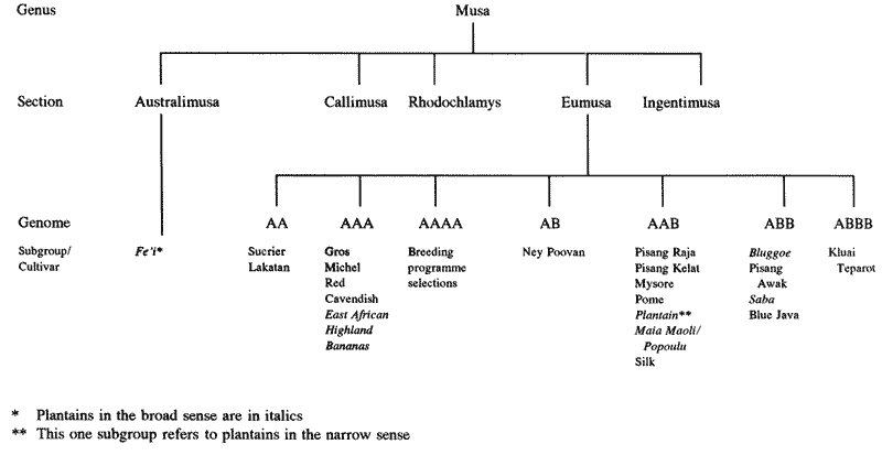 Schematic of Musa species.