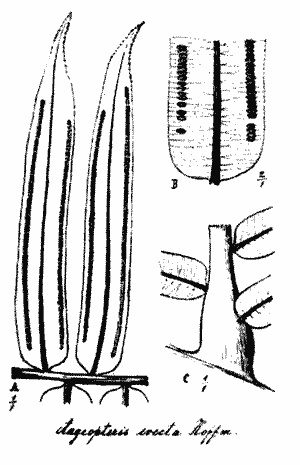 Sketch of Angiopteris evecta