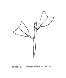 Drawing, preparation of scion