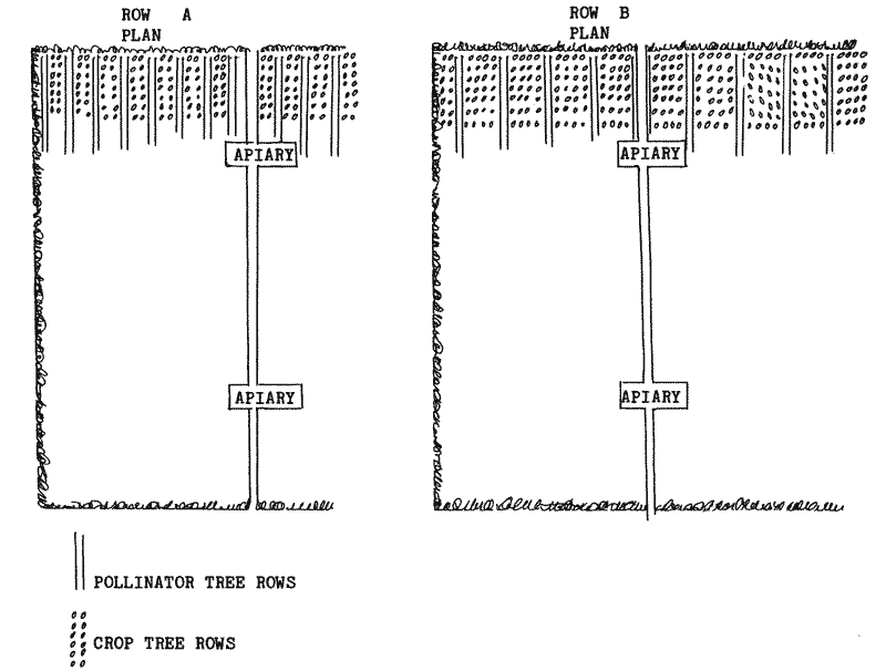 Diagram of orchard layout.