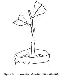 Drawing, insertion of scion into rootstock
