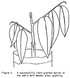 Successfully cleft-grafted durian