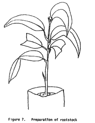 Drawing, preparation of rootstock