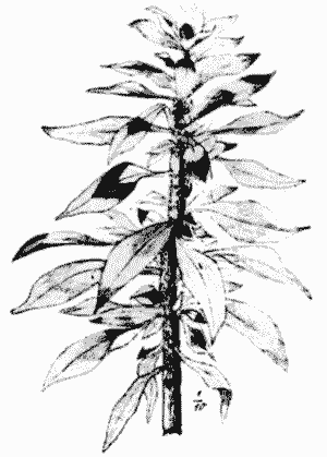 Sketch of Amaranthus tricolor