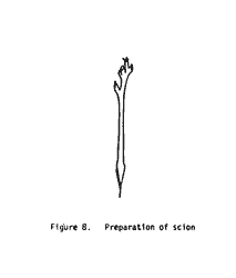 Preparation of scion