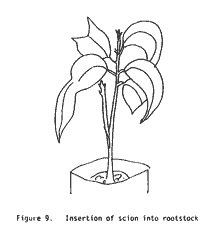 Drawing, insertion of scion into rootstock