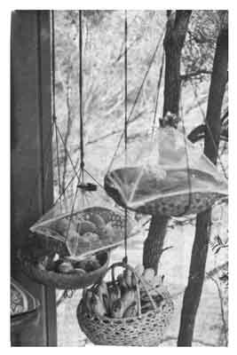 Photo of hanging fruit baskets.