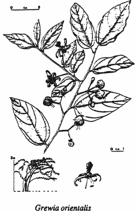 Sketch of Grewia orientalis.