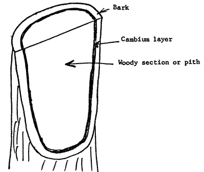 Cut-away sketch of branch section.
