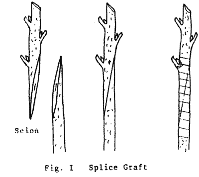 Sketch of Splice Graft.