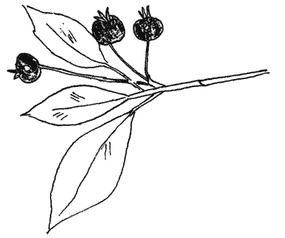 Sketch of Grumichama twig with fruit.