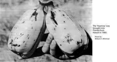 Photo of Huamoa bananas.