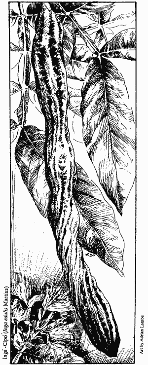 A drawing of Inga edulis pod, leaves and flowers.