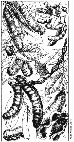 Drawings of the pods of various Inga species.