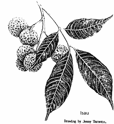 Sketch of Isau leaf and fruit.
