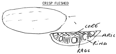 Sketch of Jakfruit slice