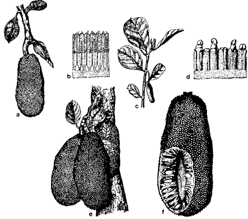 Drawings of flowers and fruit of jakfruit