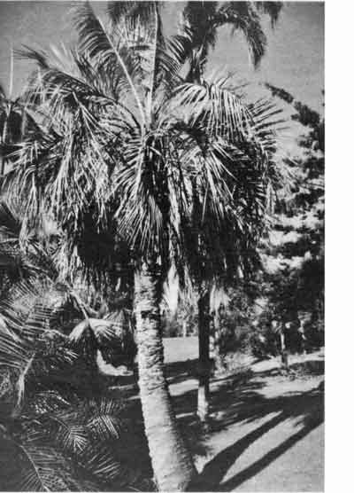 Jelly Palm at Brisbane Botanical Gardens.