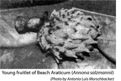 Photo of small, immature Beach Araticum, Annona saltzmannii.