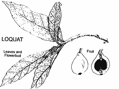 Drawing of Loquat leaves and fruit.