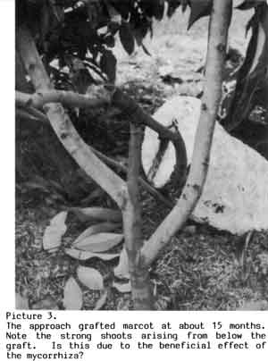Photo of an approach grafted marcot.