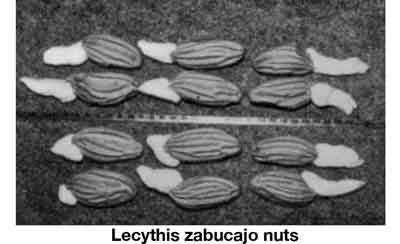 Photo of L. zabucajo nuts.