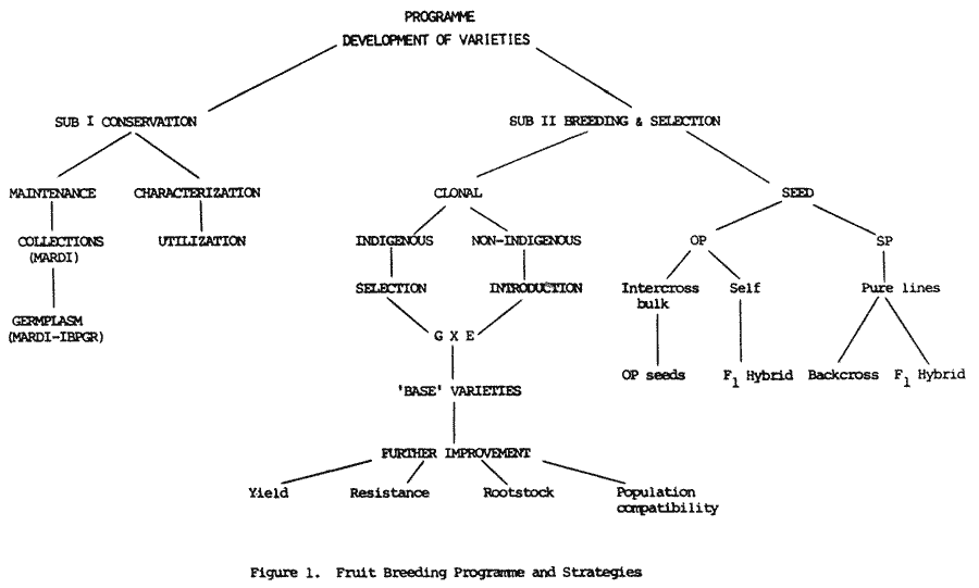 Chart of development program.