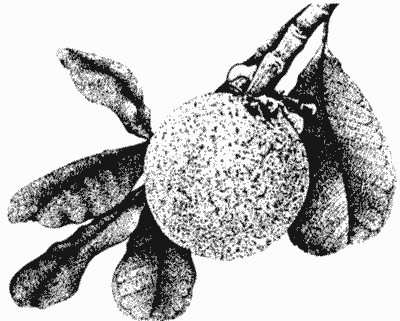 Sketch of fruit and leaves of mammee apple.