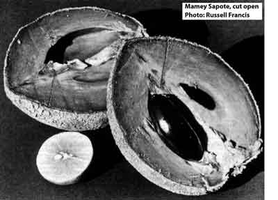 Photo of a cut-open Mamey Sapote.