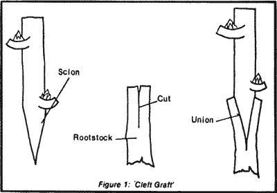 Sketch of a cleft graft.