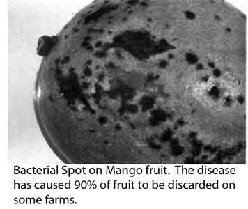 Photo of Bacterial Black Spot on a Mango