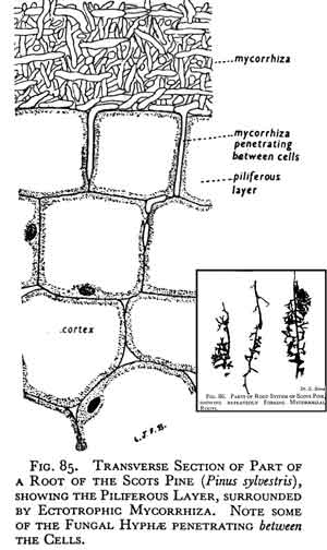 Sketch of mycorrhiza on pine tree roots.