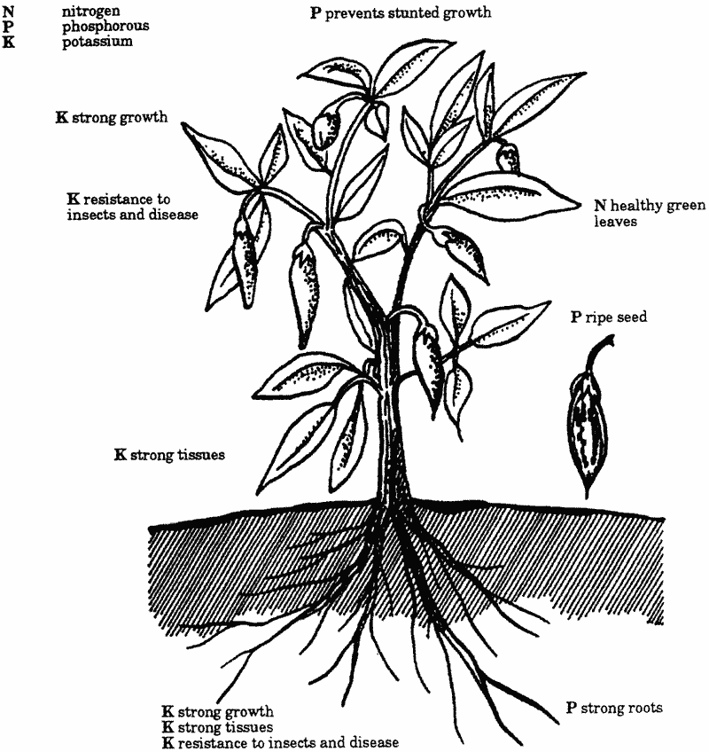 Sketch of a plant, showing parts affected by N, P, and K.