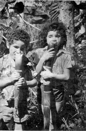 Photo of boys eating Nastus elatus