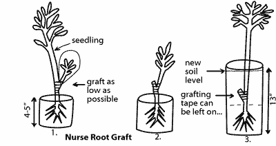 Sketches of nurse root grafts.