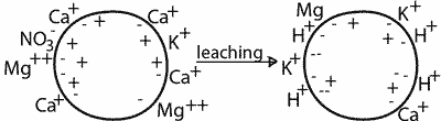 Diagram of ions in soil