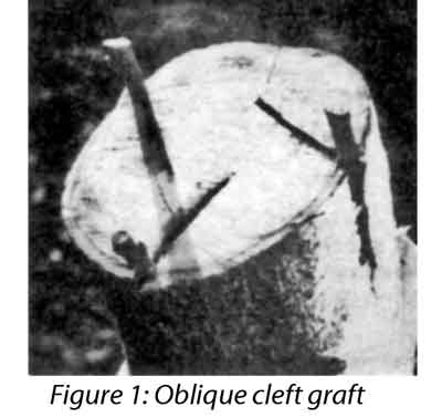 Photo of oblique cleft graft.