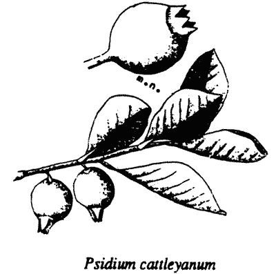 Psidium cattleyanum