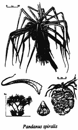 Sketch of Pandanus spiralis.