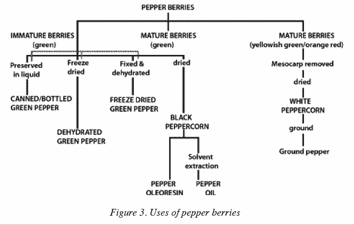 Chart of the uses of pepper berries.