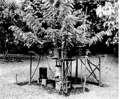 Photo of gantry holding the potted plants in position for approach grafting.