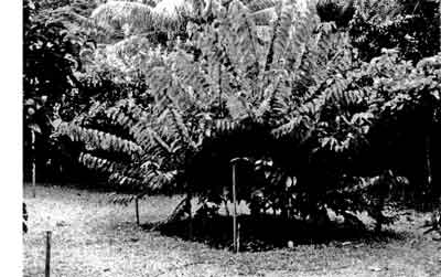 Photo of the grafted tree in Marcn 1999.
