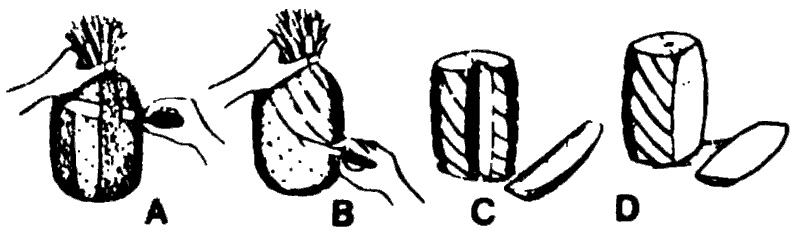 Diagrams of the steps in peeling a pineapple