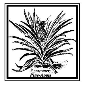Drawing of Pineapple plant