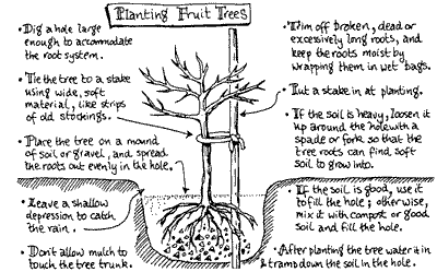 Drawing showing the important points about planting a tree.