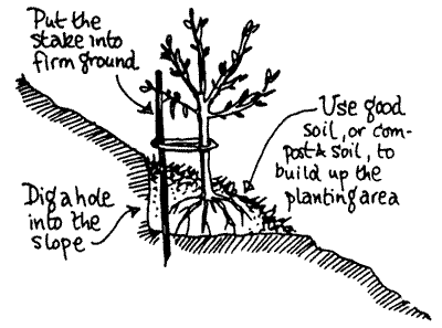 Drawing showing how to plant a tree on a slope.