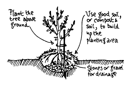 Drawing showing how to plant a tree where drainage is poor.