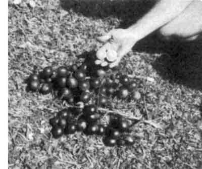 Photo of clusters of Pometia pinata fruits.