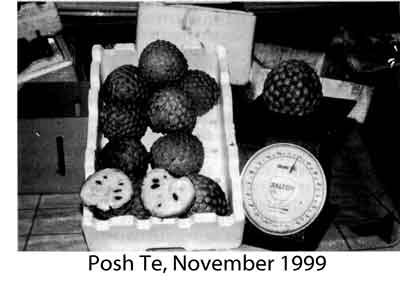 Photo of a box of large Posh Te fruits.