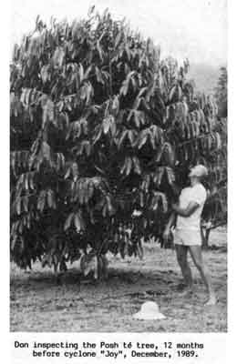 Photo of Don Gray and Posh Te tree.